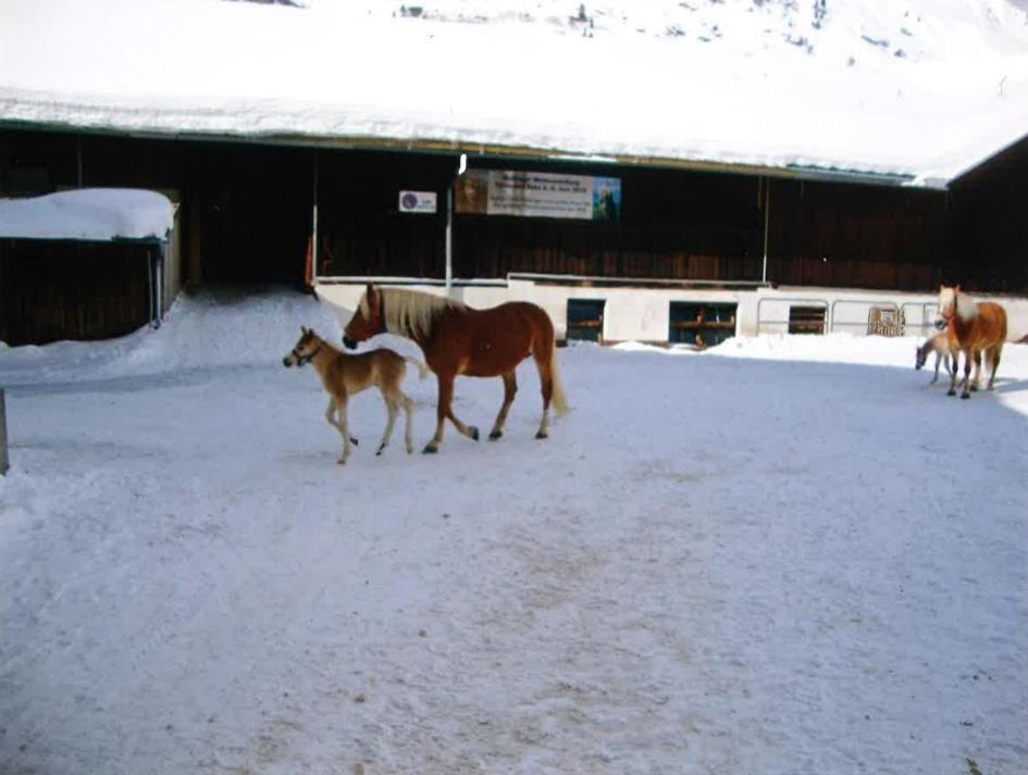 Merryshof Sankt Ulrich am Pillersee Exterior photo